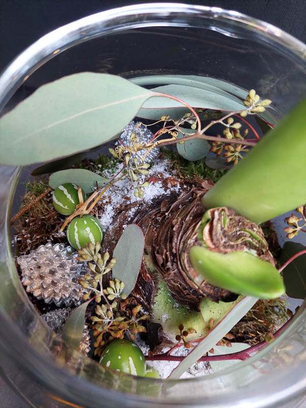 Amaryllis in Glas - Afbeelding 2