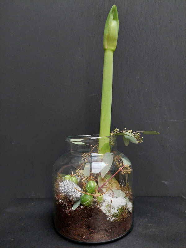 Amaryllis in Glas